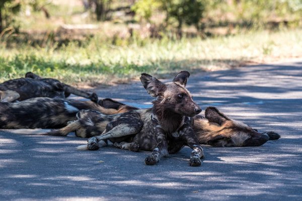 Wildhunde auf der Straße