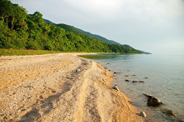 Wasser, Strand, Bäume