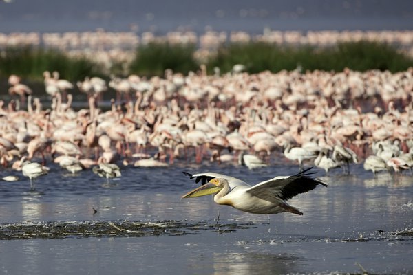 Vogel und Flamingos