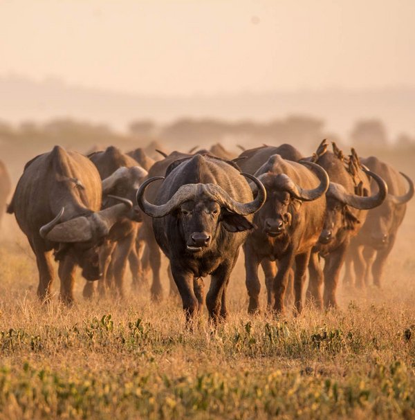Büffelherde in der Wildnis