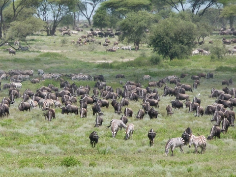 Zebras und Gnus fressen auf der Wiese