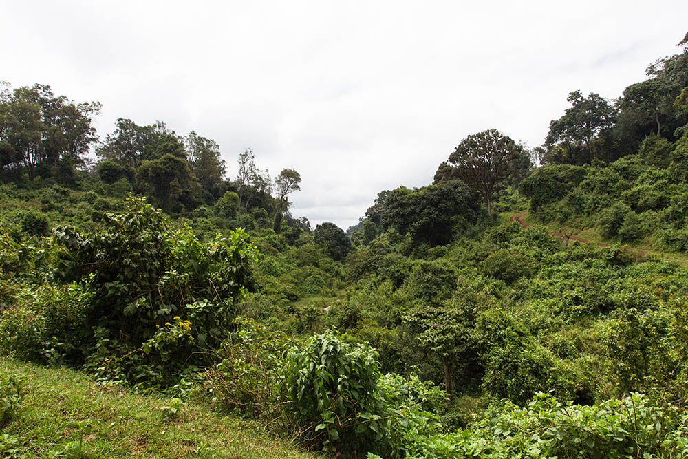 Büsche, Bäume, Kenia