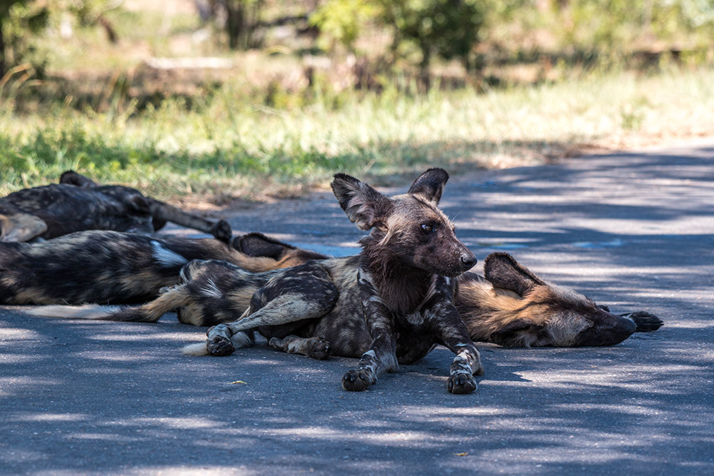 Wildhunde auf der Straße