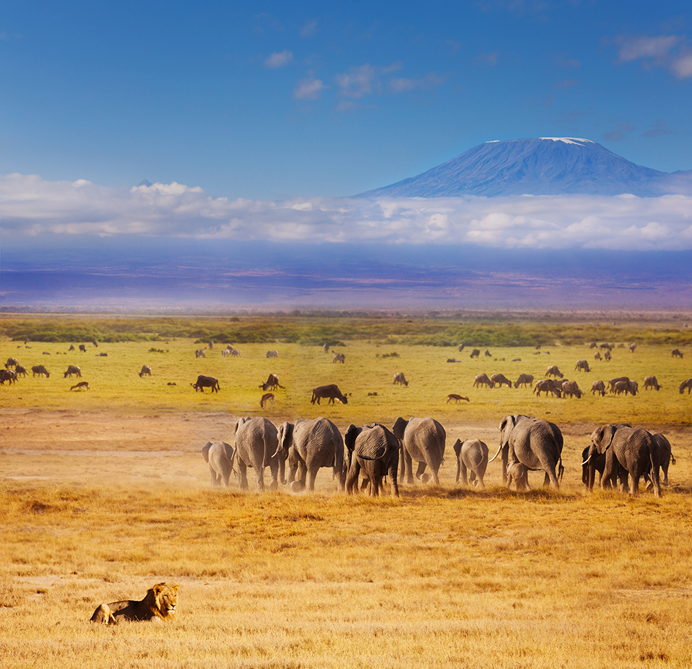 Landschaft, Tiere