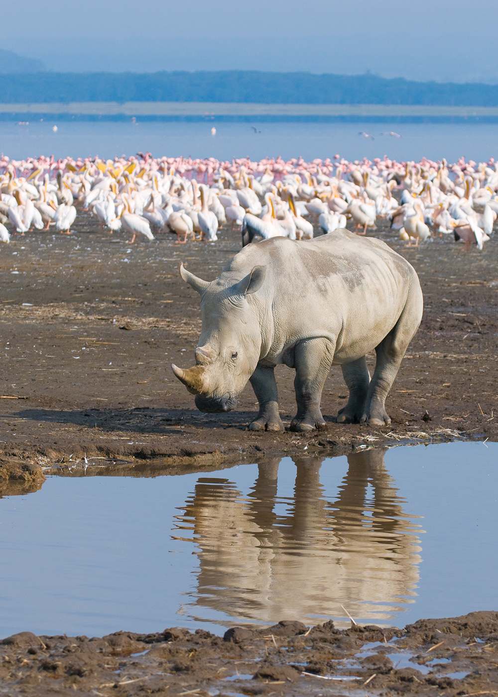 Nashorn und Flamingos