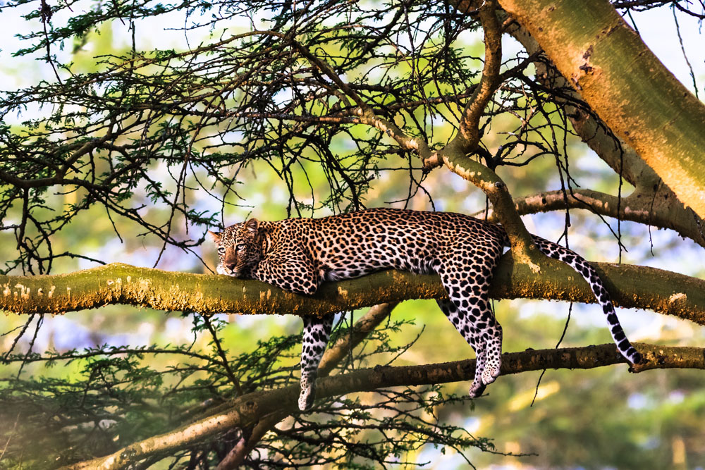 Leopard im Baum