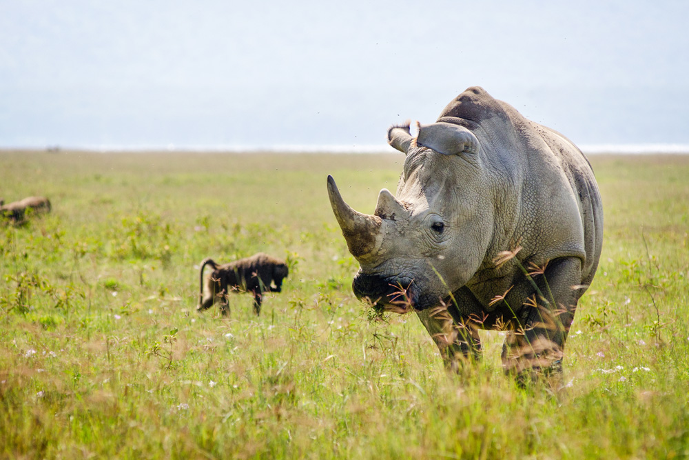 Nashorn in Wildnis