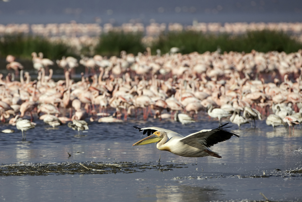 Vogel und Flamingos