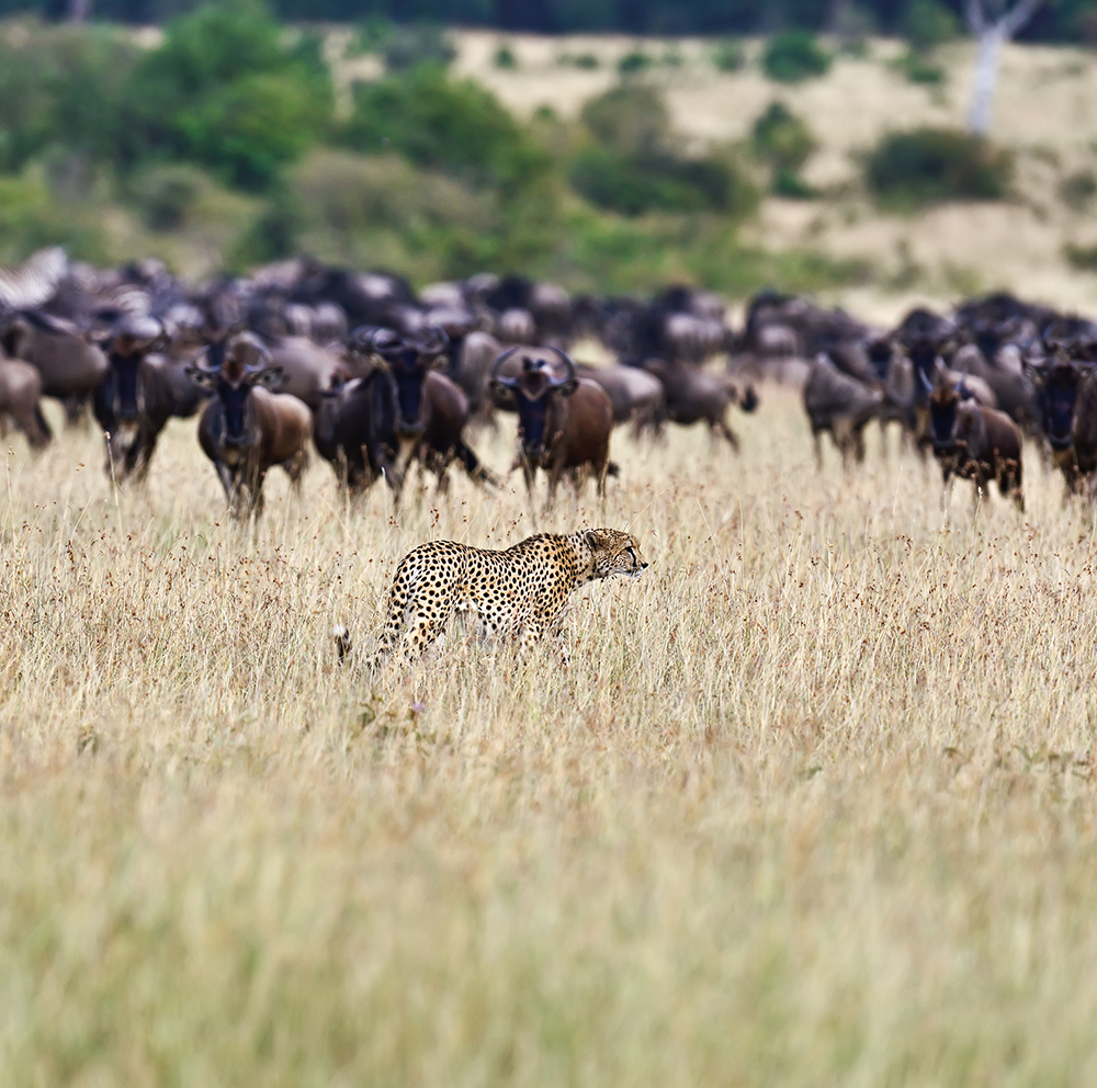 Gnus in der Wildnis
