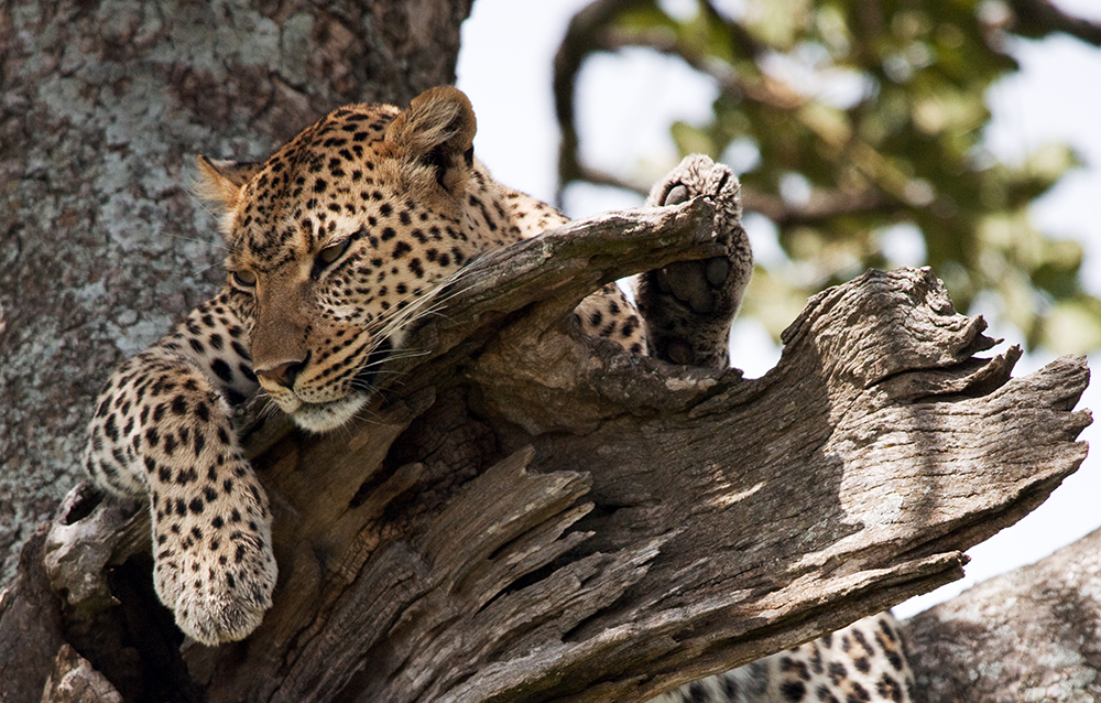 Leopard auf Baum