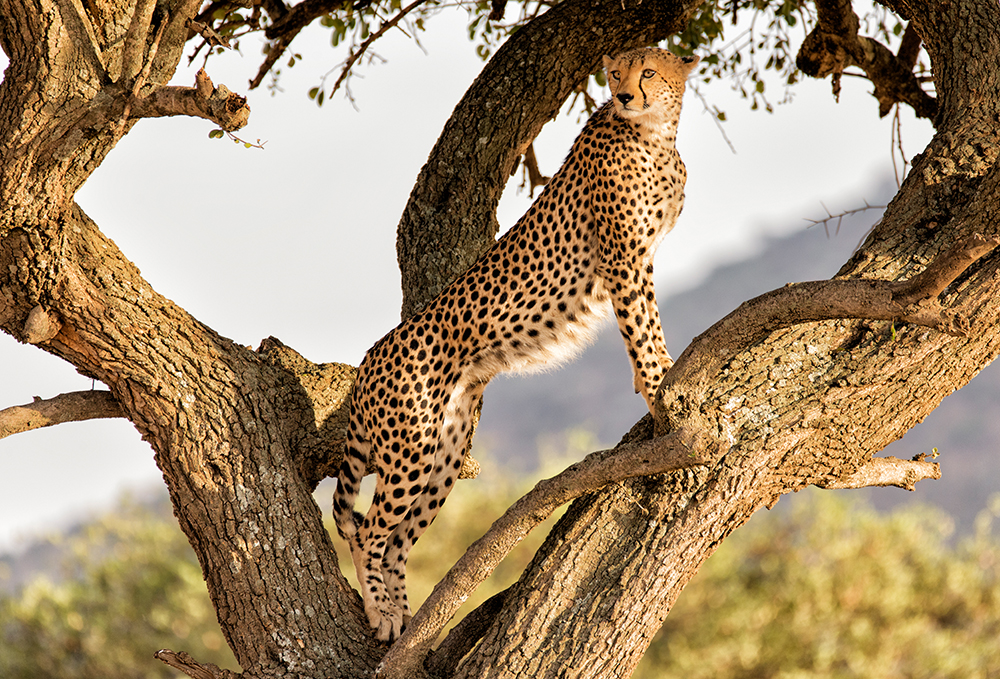 Leopard auf Baum
