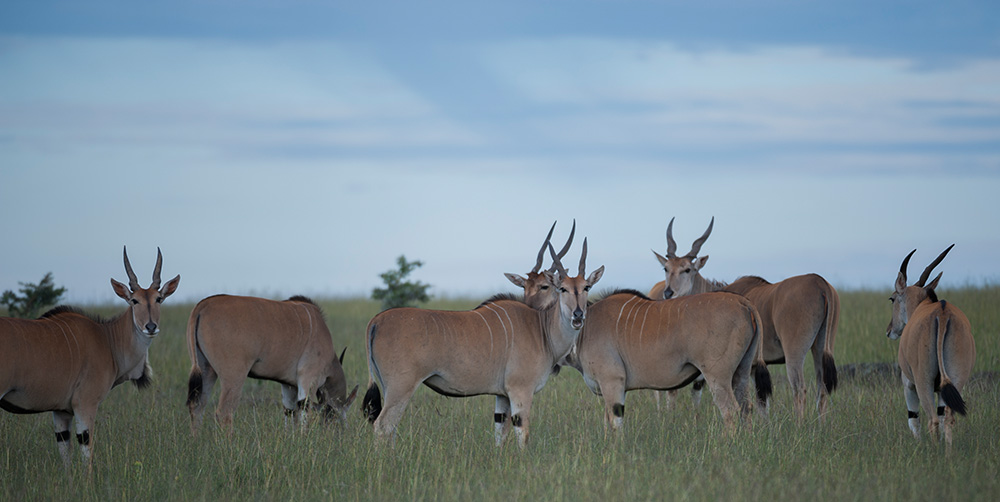 Tiere in der Wildnis