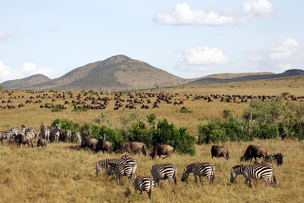 Tiere in der Wildnis