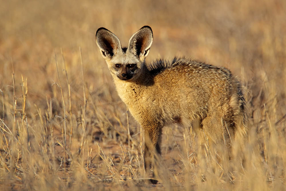 Pejeta in der Wildnis