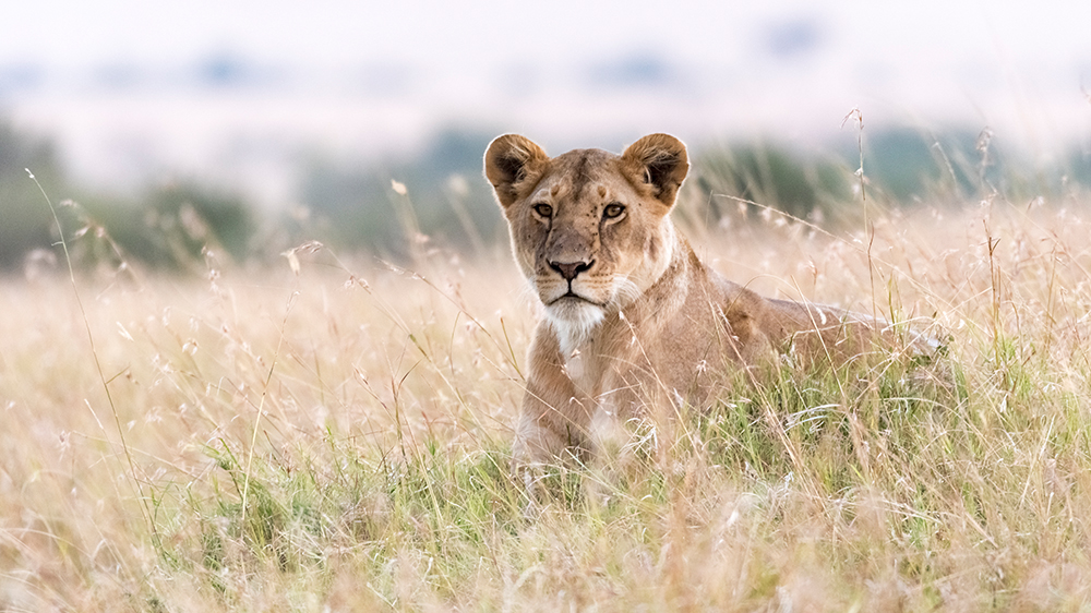 Löwe im Gras