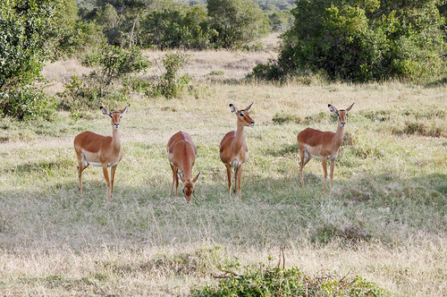 Tiere in der Wildnis