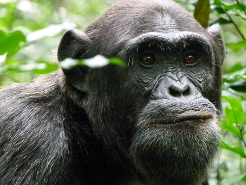 Affe, Affengesicht