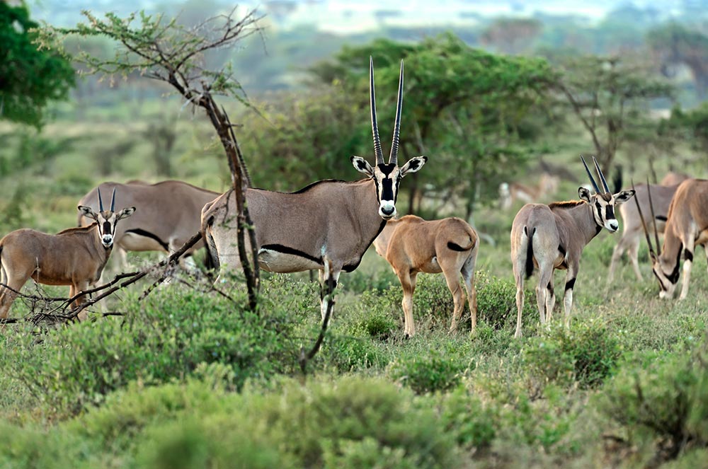 Tiere in der Wildnis