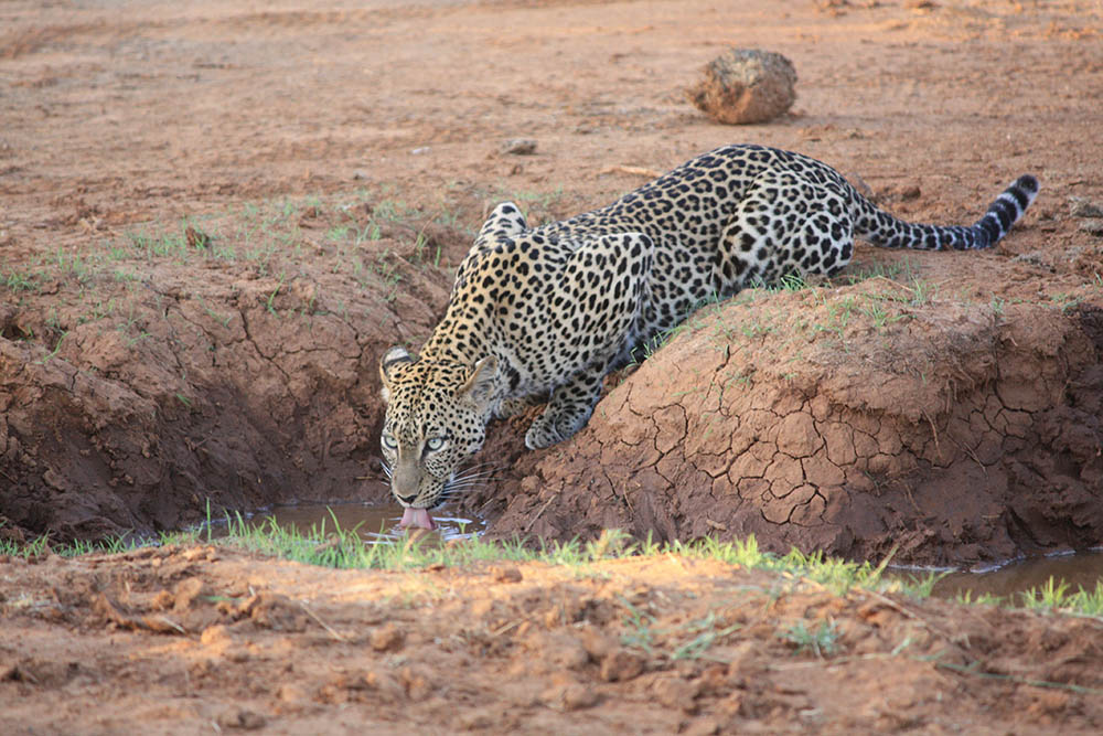 Tiere in der Wildnis