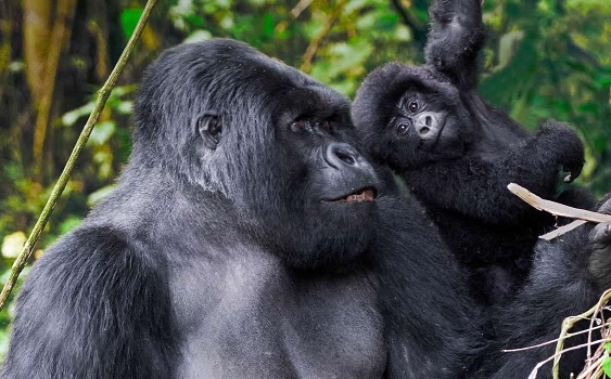 Gorilla mit Baby