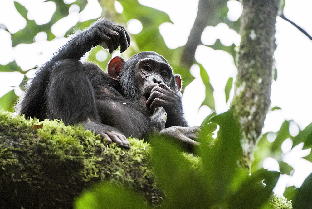 Gorilla im Baum