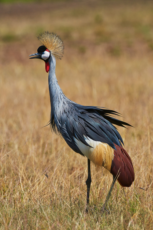 Kronenkranich in der Wildnis