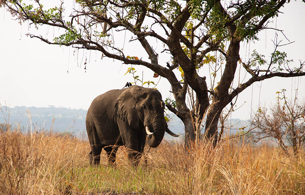 Elefant unter Baum