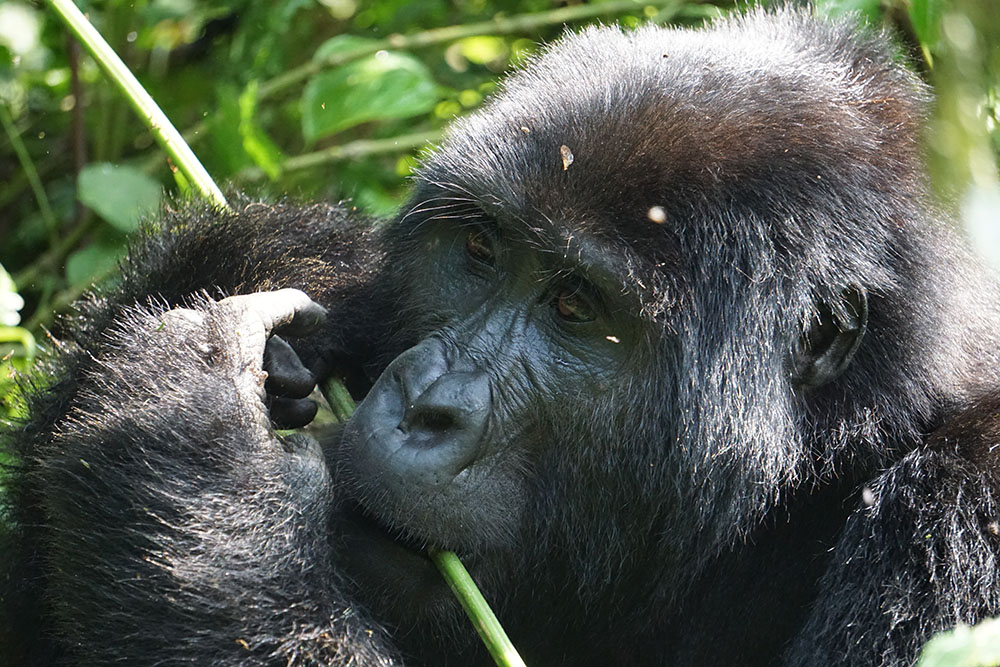Gorilla in Uganda