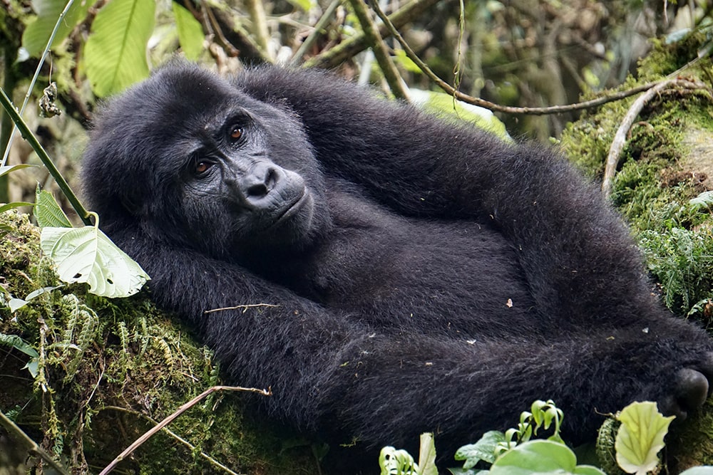 Gorilla im Gebüsch