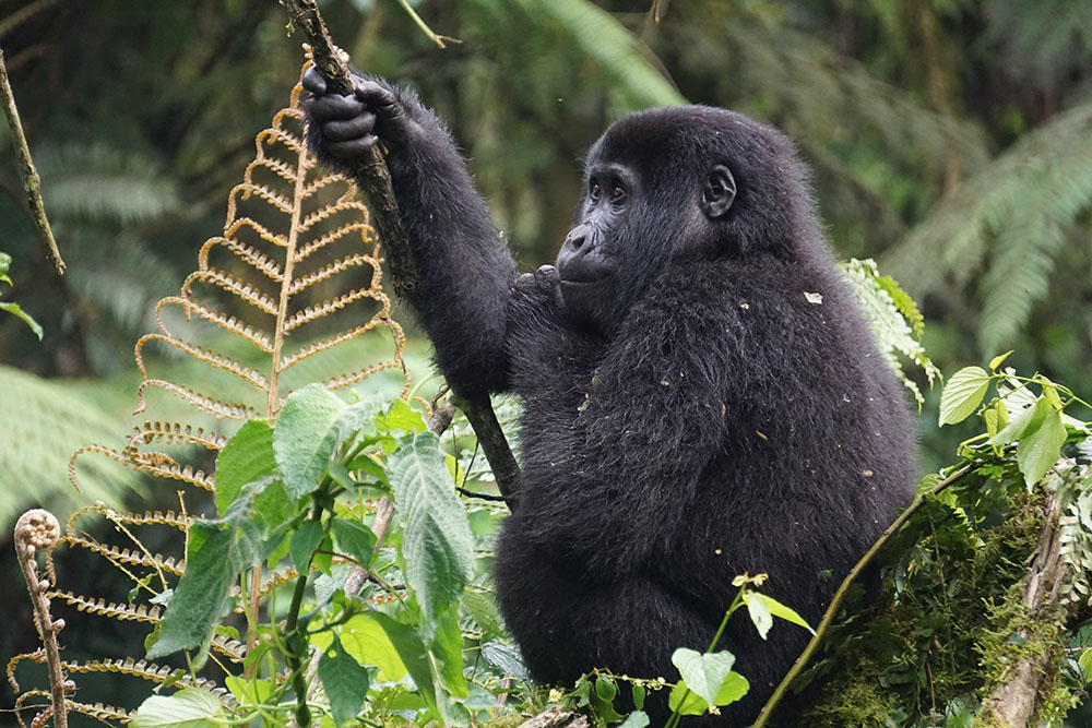 Gorilla im Gebüsch