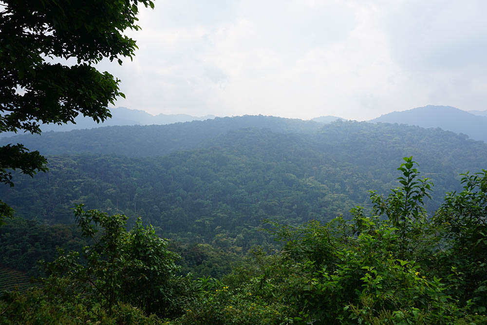 Landschaft, Grüne Wildnis