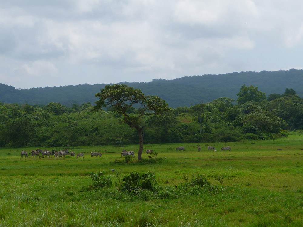 Landschaft, Baum