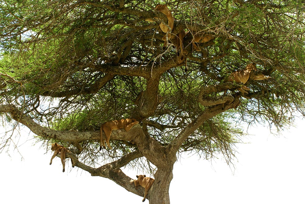 Löwen im Baum