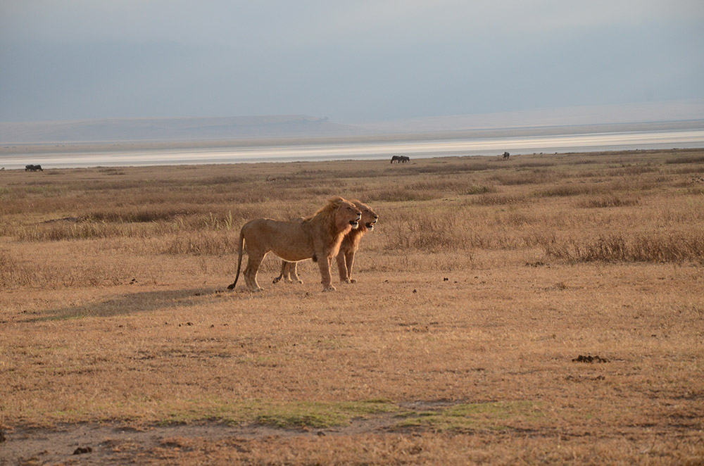 Löwe in der Steppe