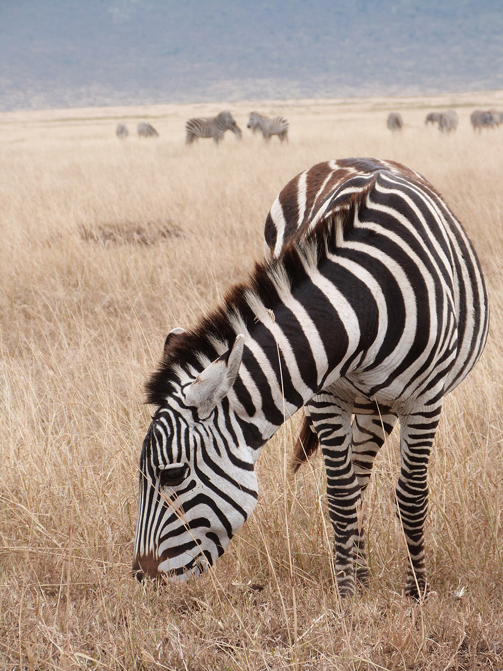 Zebra frisst Gras