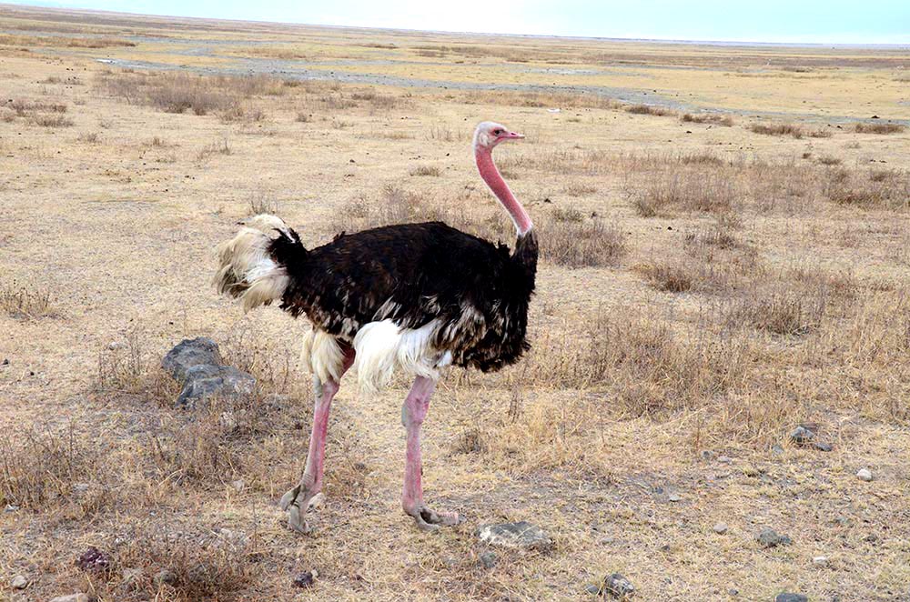 Strauss in der Steppe