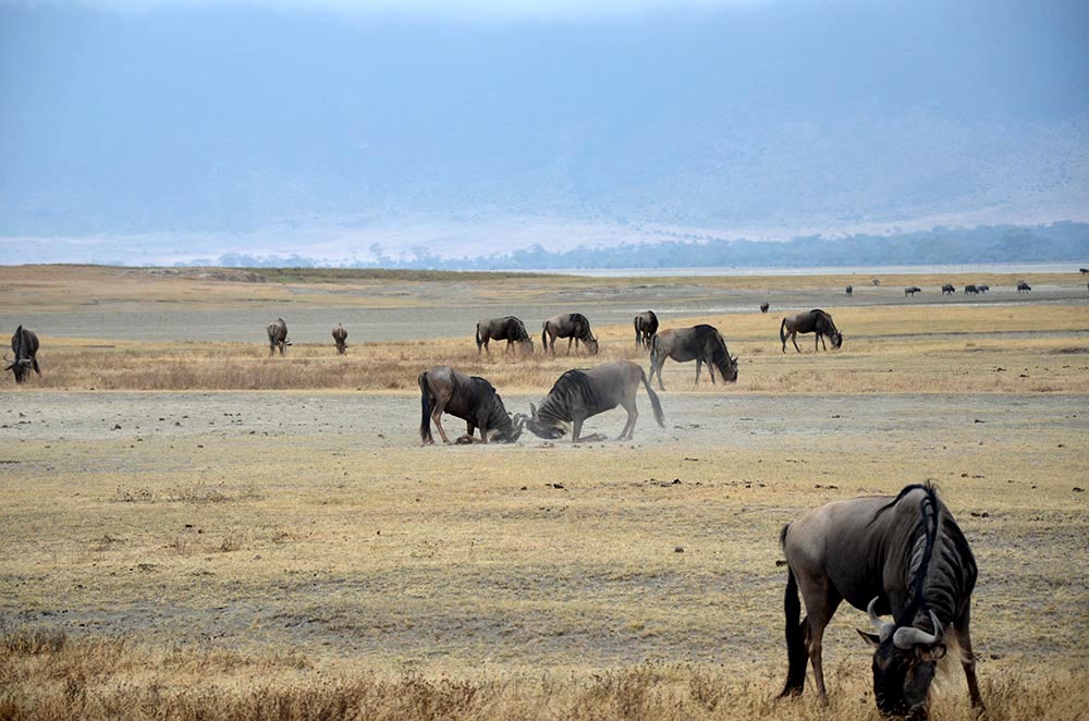 Gnus fressen Gras