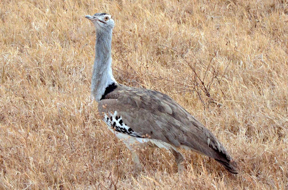 Vogel im Gras