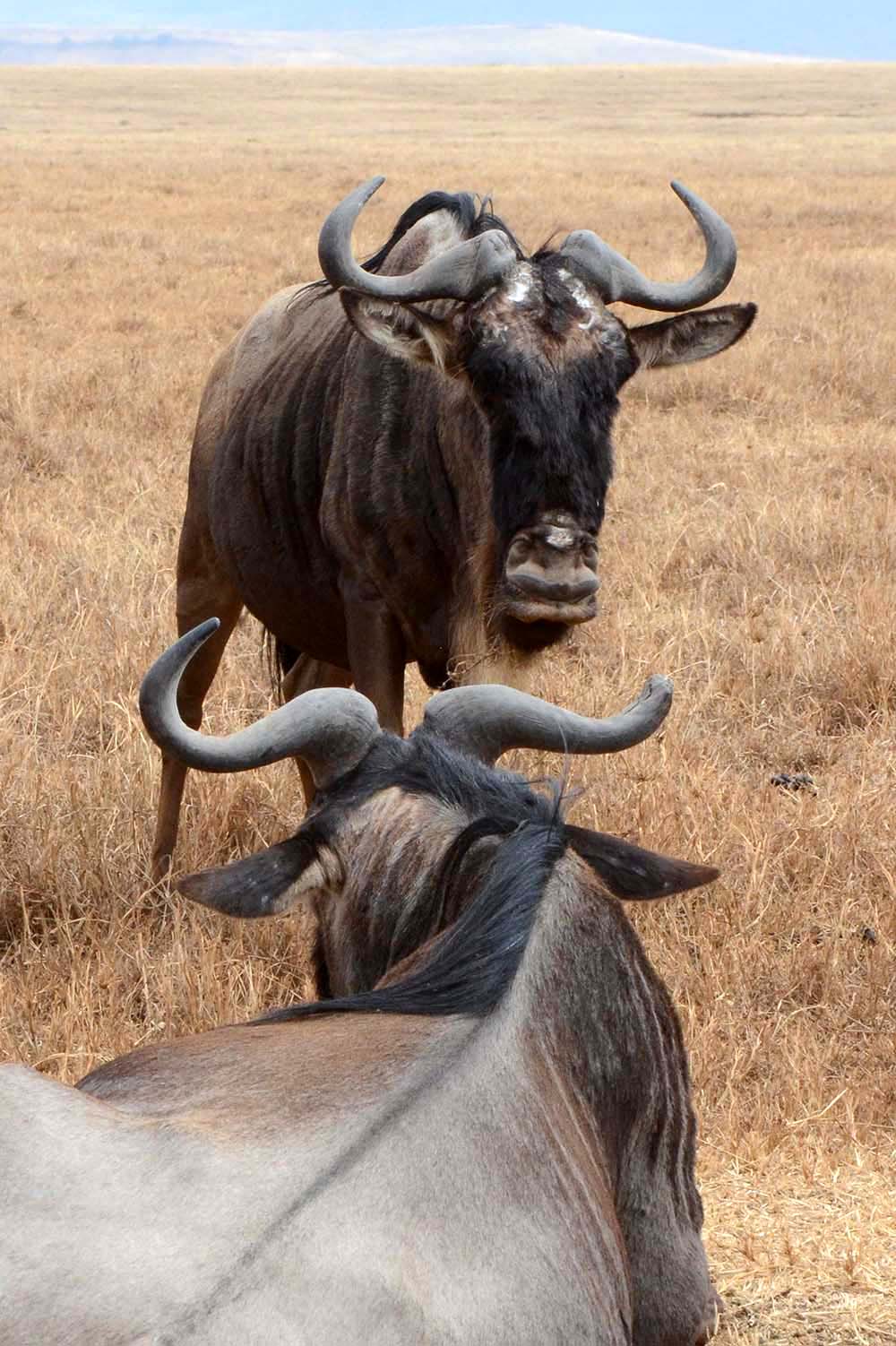 zwei Gnus