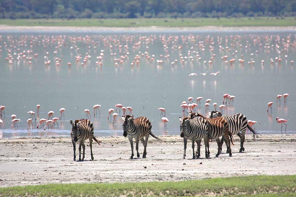 Flamingos im Wasser