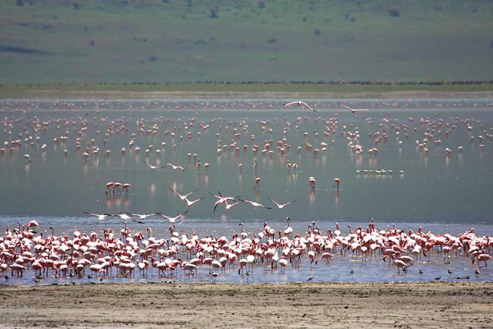 Flamingos im Wasser