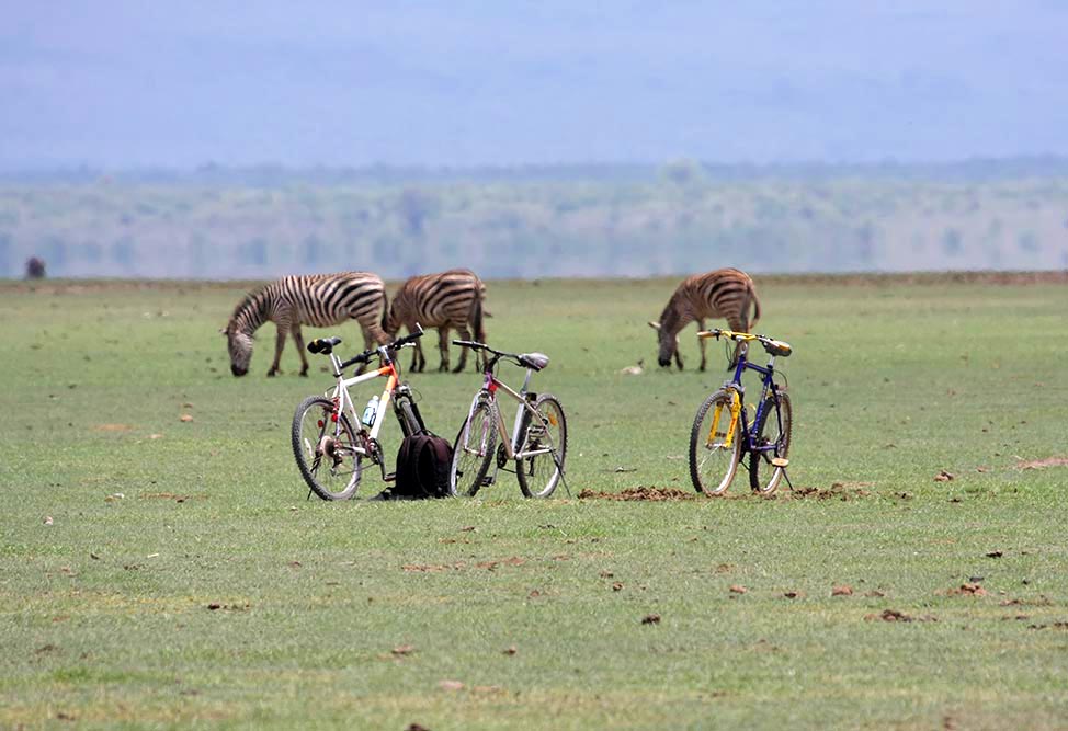 Tiere auf der Wiese