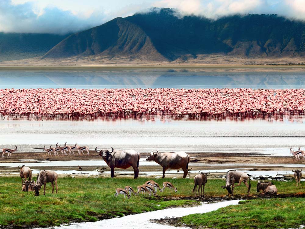Flamingos und Gnus, Wasser