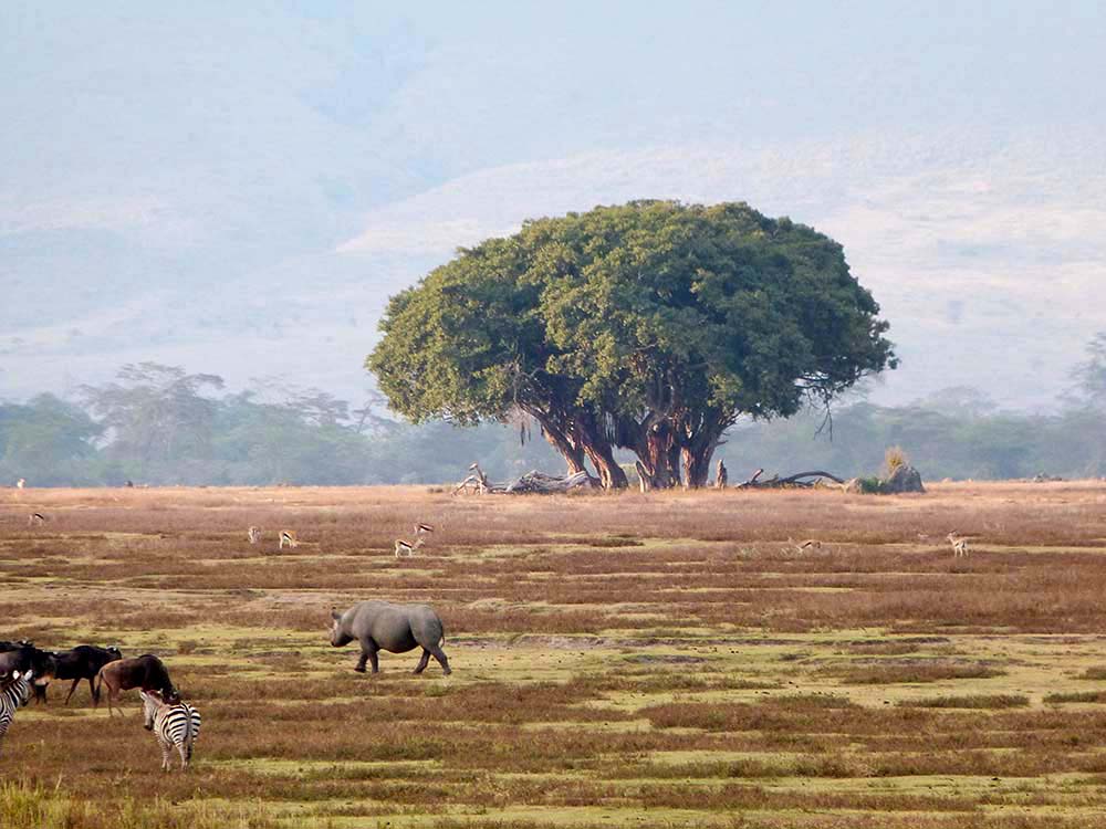 Baum, Landschaft, Tiere