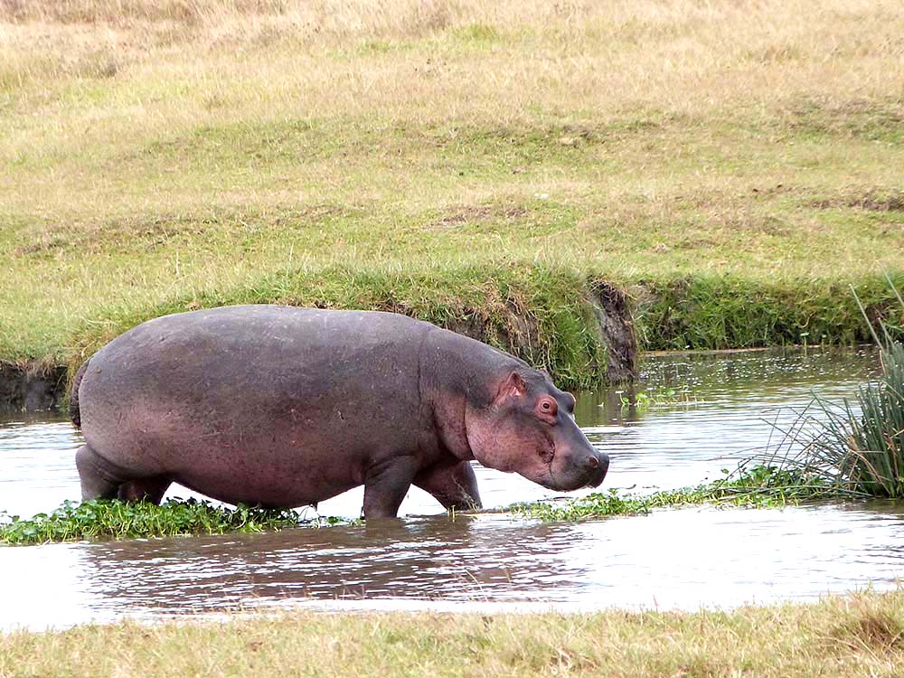 Nilpferd im Wasser