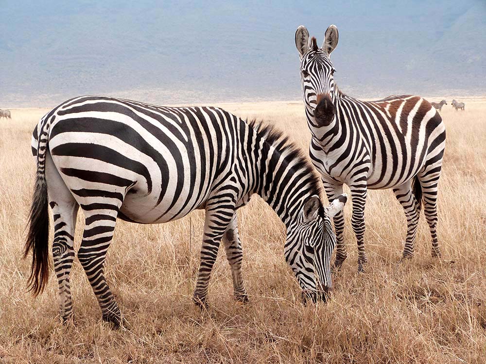 Zebras fressen Gras