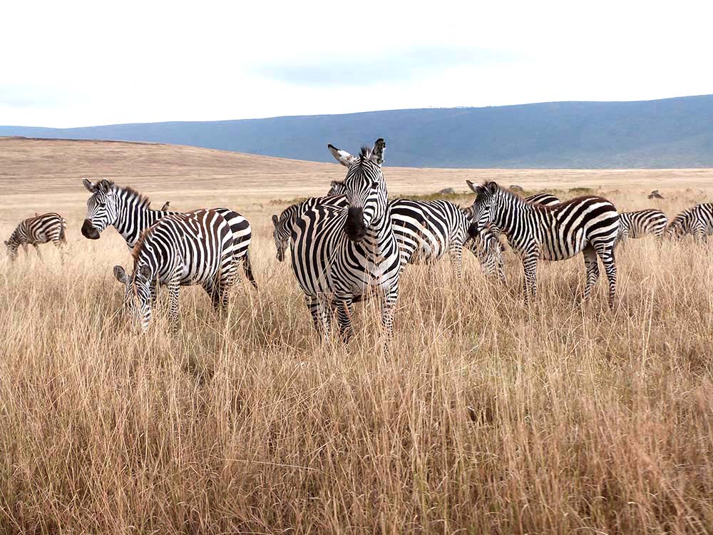 Zebras in der Steppe