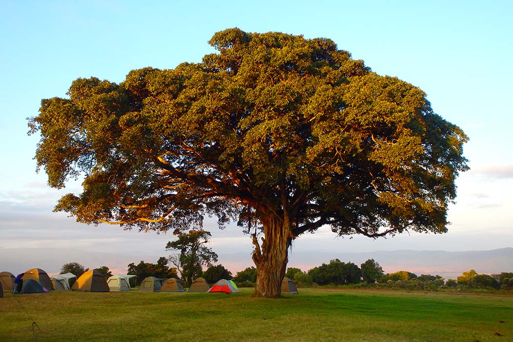Baum, grüne Baumkrone