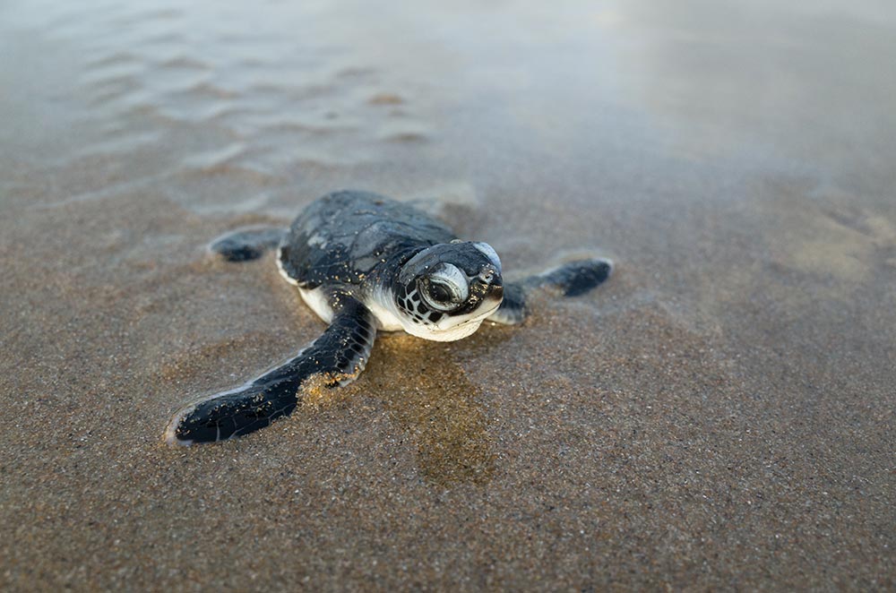 Schildkröte im Wasser