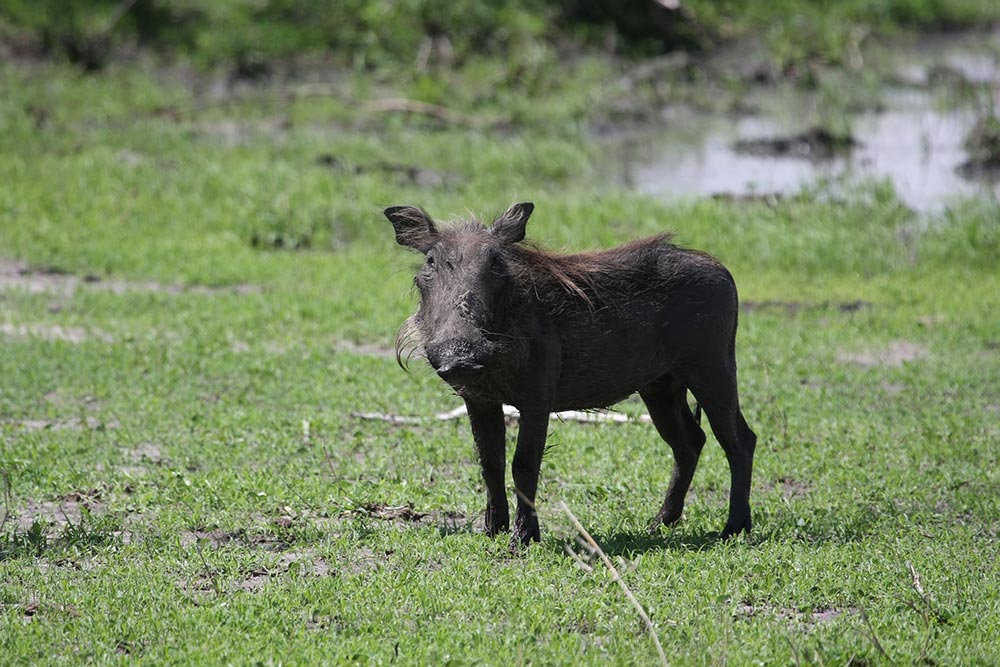Warzenschwein auf der Wiese